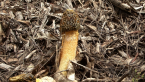 Stinkhorn Fungus