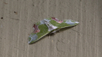 Geometrid Moth