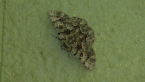 Geometrid Moth