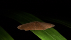 Geometrid Moth