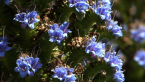 Pride of Madeira