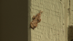 Garage Moth