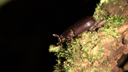 Bess Beetle
