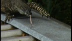Goanna on a Hot Tin Roof
