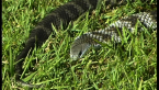 Tiger Snake