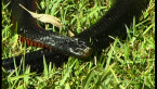 Red-bellied Black Snake