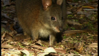 Red-necked Pademelon