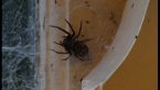 Black House Spider
