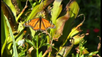 Monarch Butterfly