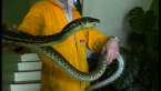 Carpet Python