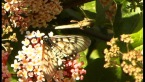 Glasswing Butterfly