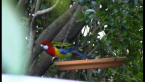 Eastern Rosella