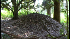 Scrub Turkey Mound
