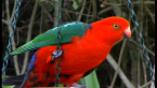 Male King Parrot
