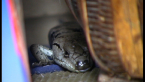 Pink-tongued Lizard
