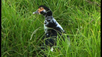 Muscovy Duck