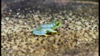 Orange-eyed Treefrog