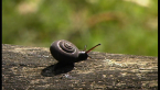 Challenger's Bristle Snail