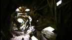 Strangler Fig