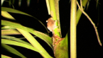 Feathertail Glider