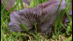 Lilac Blewit