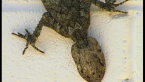 Leaf-tailed Gecko 2