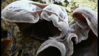 Wood-ear Fungi