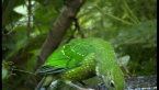 Green Catbird