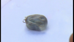 Paralysis Tick