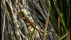 Juvenile Eastern Water Dragon