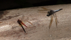 Scarlet Percher &amp; Blue Skimmer