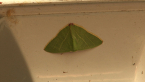 Geometrid Moth