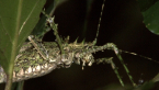Spiny Rainforest Katydid