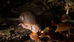 Giant Panda Snail Feeding