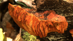 Rainforest Fungus