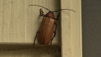 Poinciana Longicorn Beetle