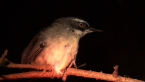 White-browed Scrubwren