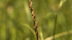 Tall Sedge