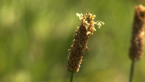 Plantain