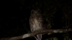 Boobook Owl