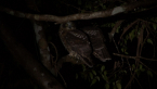 Pair of Southern Boobooks