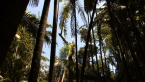 Rainforest Clearing