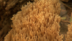 Upright Coral