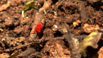 Red Velvet Mite