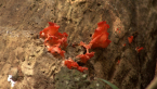 Rainforest Fungi