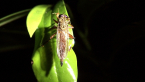 Robber Fly