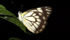 Caper White Butterfly
