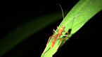 Ichneumon Wasp