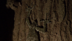 Leaf-tailed Gecko 4