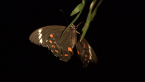 Orchard Swallowtail Butterfly